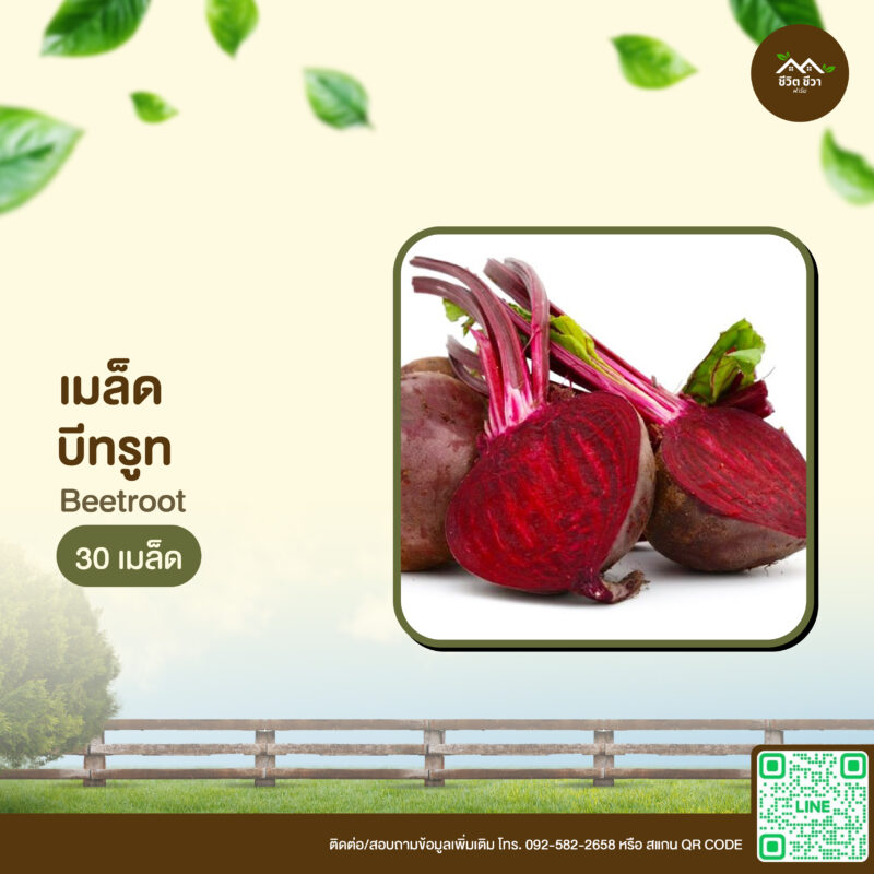 เมล็ดพันธุ์ บีทรูท