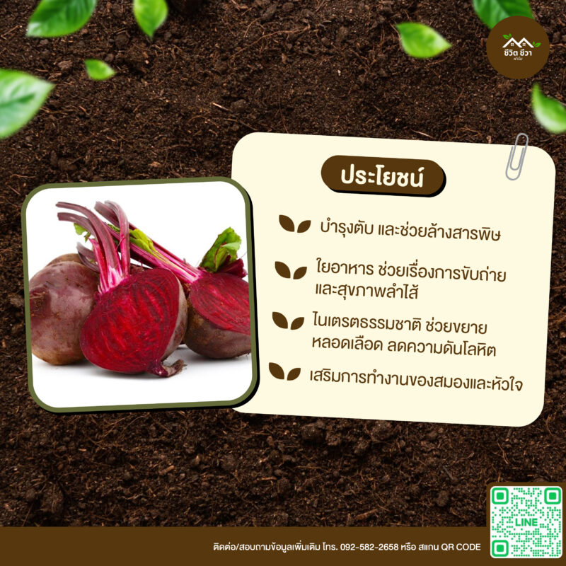 เมล็ดพันธุ์ บีทรูท