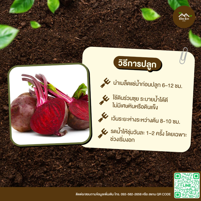 เมล็ดพันธุ์ บีทรูท