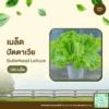 เมล็ดพันธุ์ ปัตตาเวีย