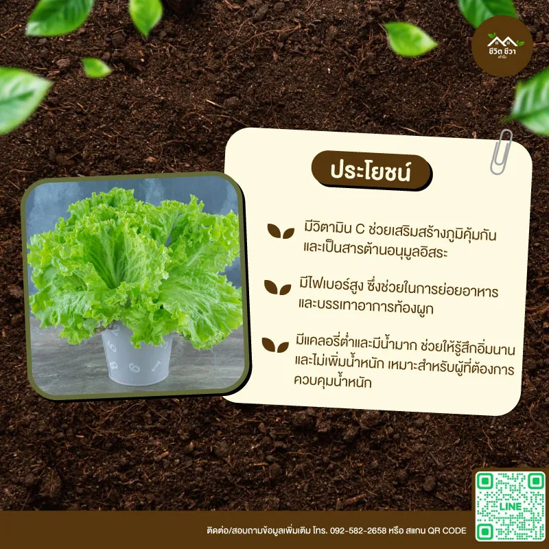 เมล็ดพันธุ์ ปัตตาเวีย