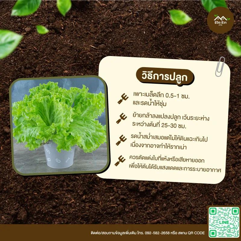 เมล็ดพันธุ์ ปัตตาเวีย