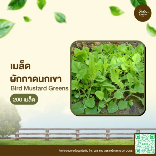 เมล็ดพันธุ์ ผักกาดนกเขา