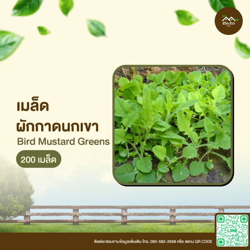 เมล็ดพันธุ์ ผักกาดนกเขา