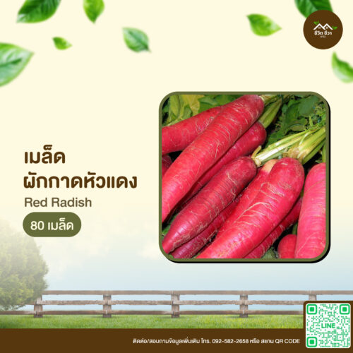 เมล็ดพันธุ์ ผักกาดหัวแดง