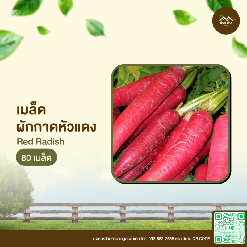 เมล็ดพันธุ์ ผักกาดหัวแดง