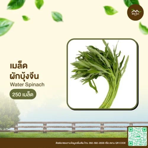 เมล็ดพันธุ์ ผักบุ้งจีน