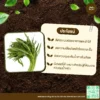 เมล็ดพันธุ์ ผักบุ้งจีน