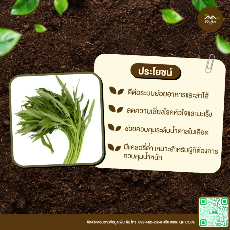 เมล็ดพันธุ์ ผักบุ้งจีน
