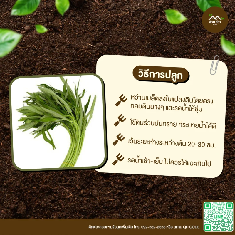 เมล็ดพันธุ์ ผักบุ้งจีน