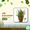เมล็ดพันธุ์ ผักบุ้งนายอดแดง