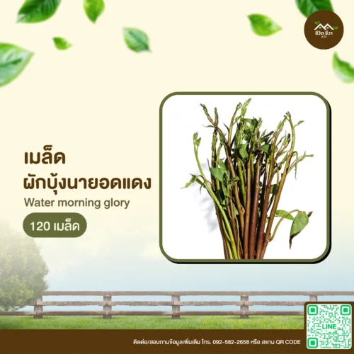 เมล็ดพันธุ์ ผักบุ้งนายอดแดง