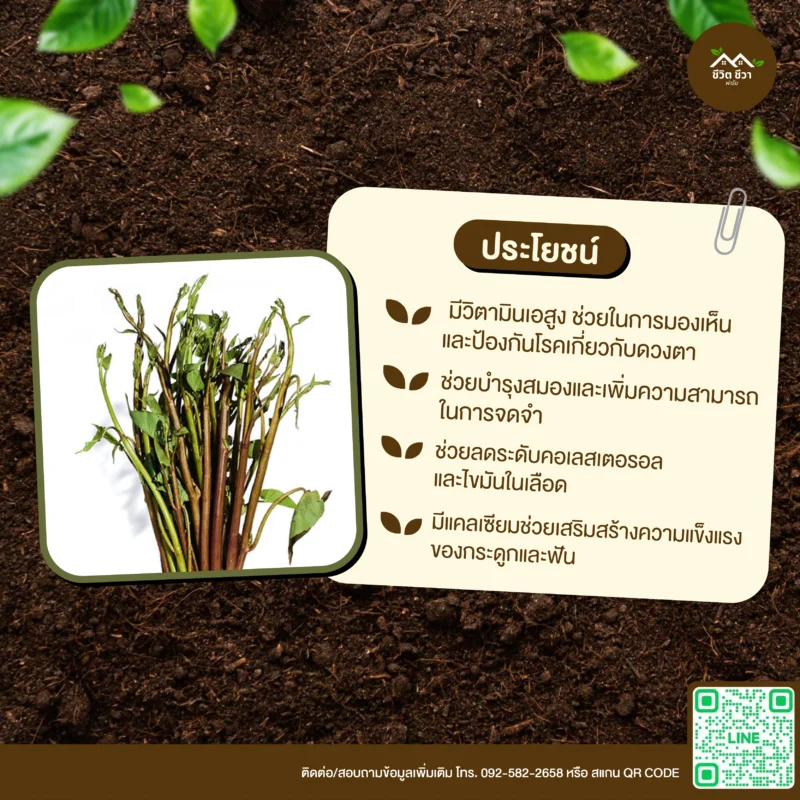 เมล็ดพันธุ์ ผักบุ้งนายอดแดง