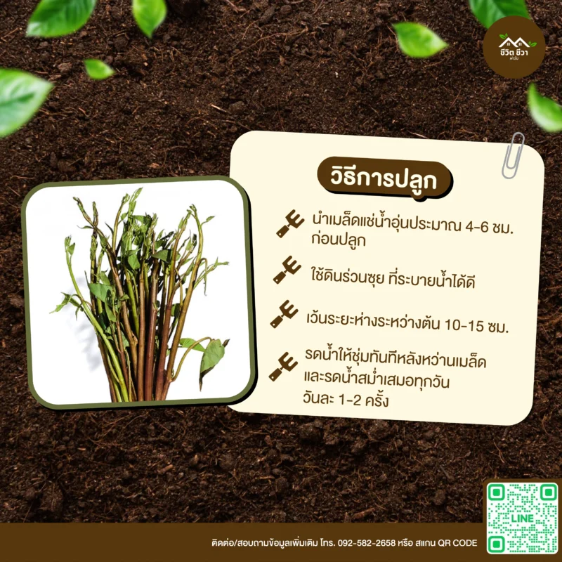 เมล็ดพันธุ์ ผักบุ้งนายอดแดง