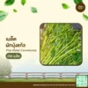 เมล็ดพันธุ์ ผักบุ้งแก้ว