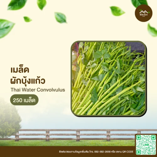 เมล็ดพันธุ์ ผักบุ้งแก้ว