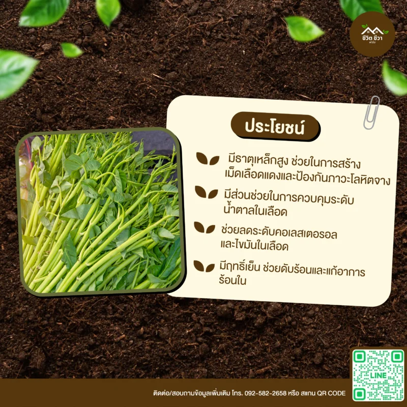 เมล็ดพันธุ์ ผักบุ้งแก้ว