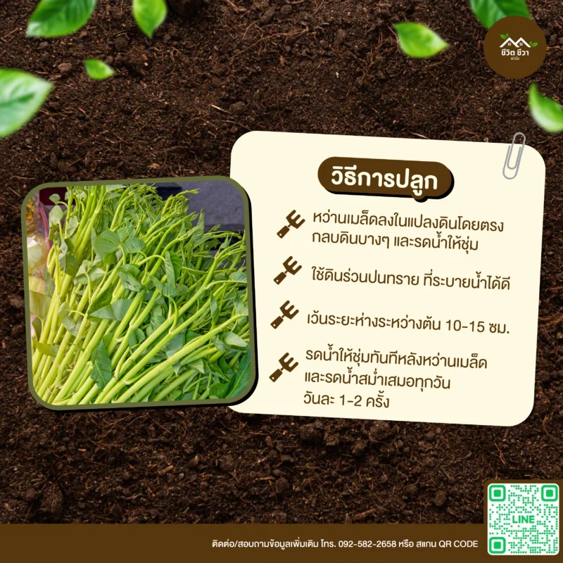 เมล็ดพันธุ์ ผักบุ้งแก้ว