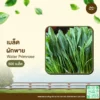 เมล็ดพันธุ์ ผักพาย