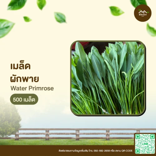 เมล็ดพันธุ์ ผักพาย