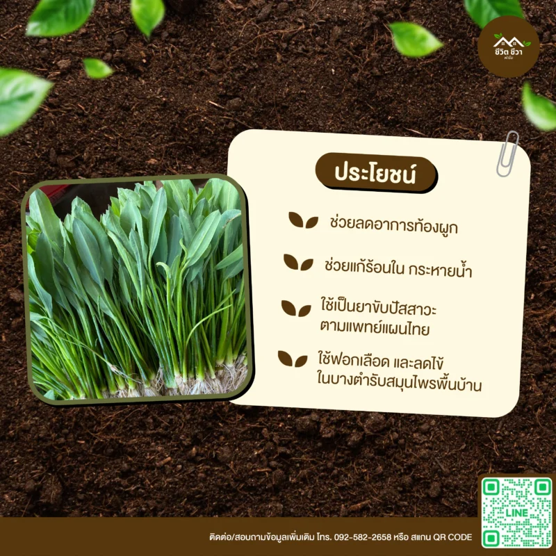 เมล็ดพันธุ์ ผักพาย