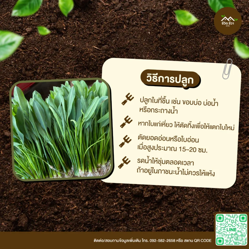 เมล็ดพันธุ์ ผักพาย