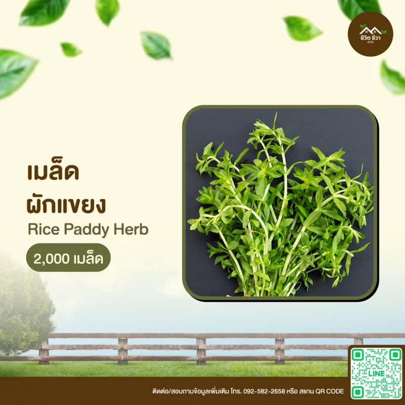 เมล็ดพันธุ์ ผักแขยง