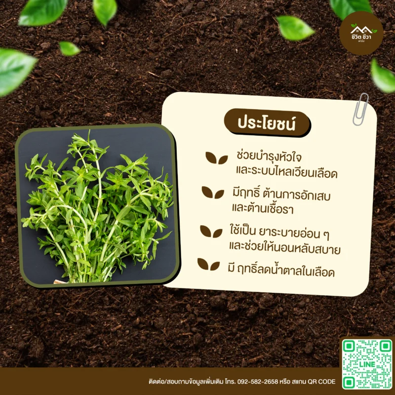 เมล็ดพันธุ์ ผักแขยง