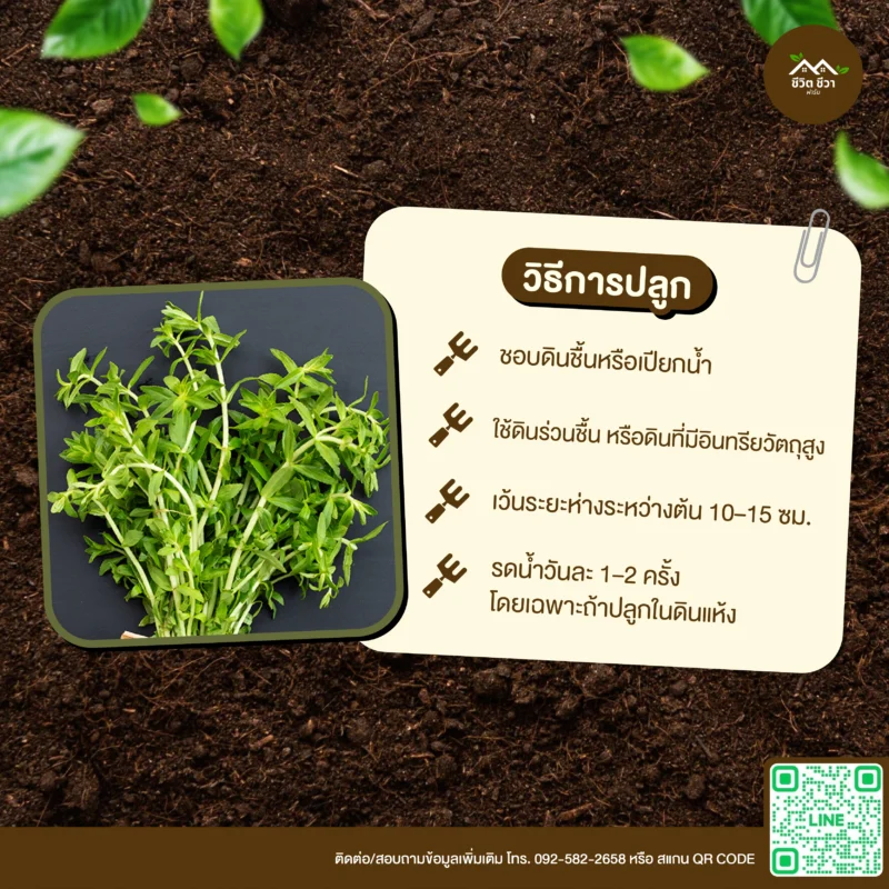 เมล็ดพันธุ์ ผักแขยง
