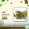 เมล็ดพันธุ์ ผักโขมลาย