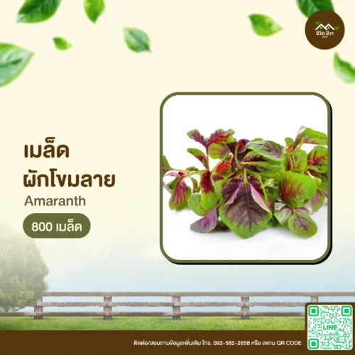 เมล็ดพันธุ์ ผักโขมลาย