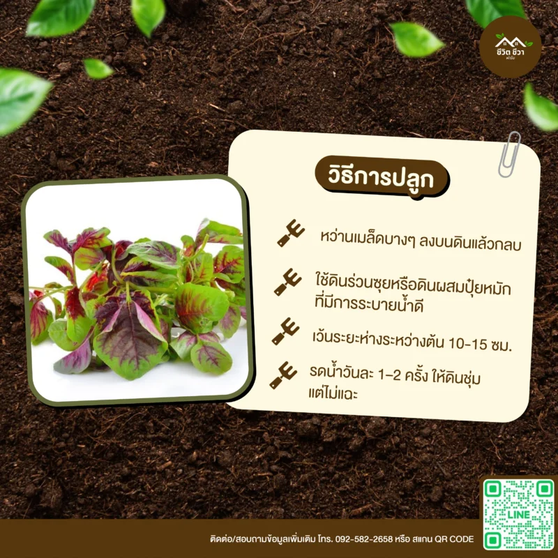 เมล็ดพันธุ์ ผักโขมลาย