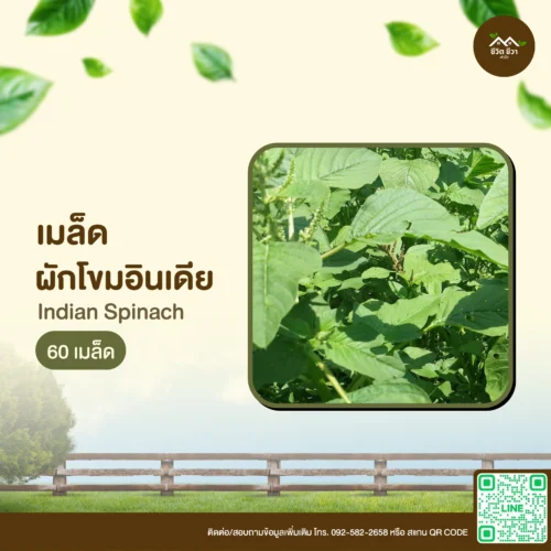 เมล็ดพันธุ์ ผักโขมอินเดีย