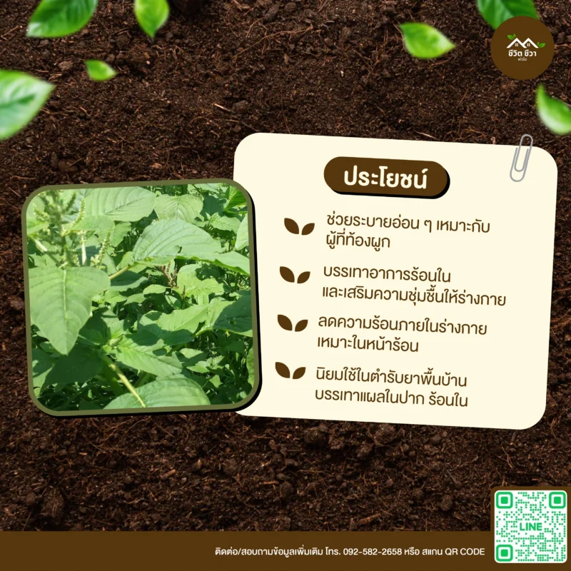 เมล็ดพันธุ์ ผักโขมอินเดีย