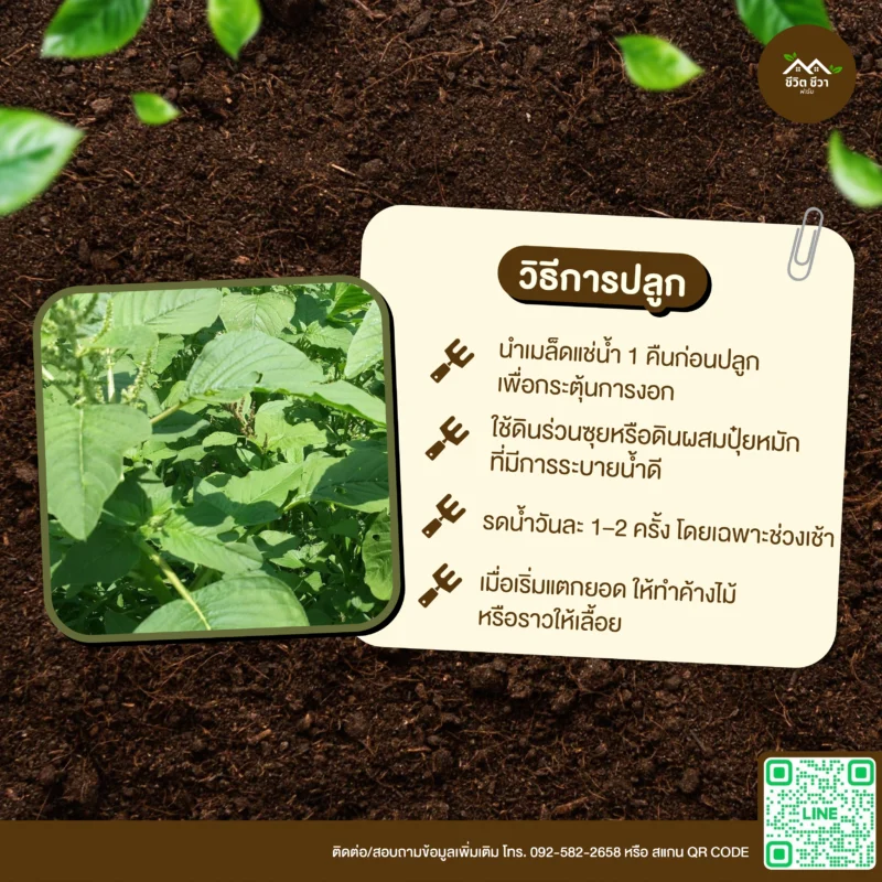 เมล็ดพันธุ์ ผักโขมอินเดีย