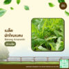 เมล็ดพันธุ์ ผักโขมเบตง