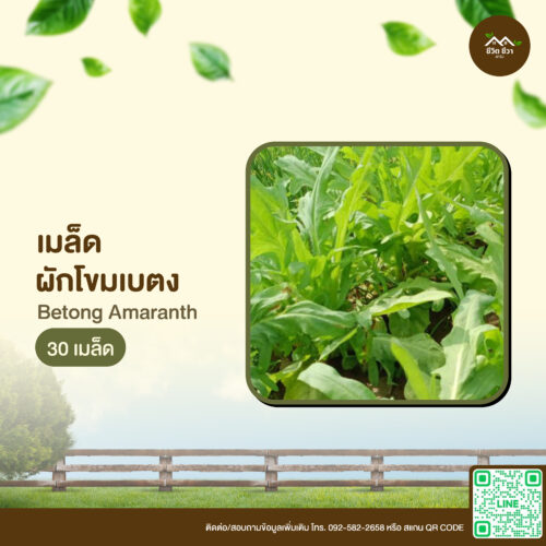 เมล็ดพันธุ์ ผักโขมเบตง