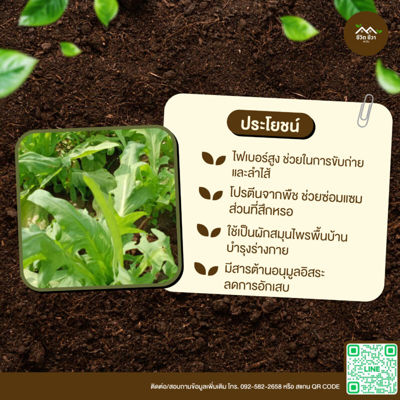 เมล็ดพันธุ์ ผักโขมเบตง