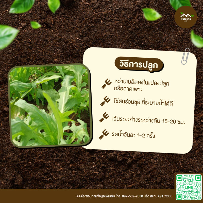 เมล็ดพันธุ์ ผักโขมเบตง
