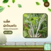 เมล็ดพันธุ์ ผักโขมแก้ว
