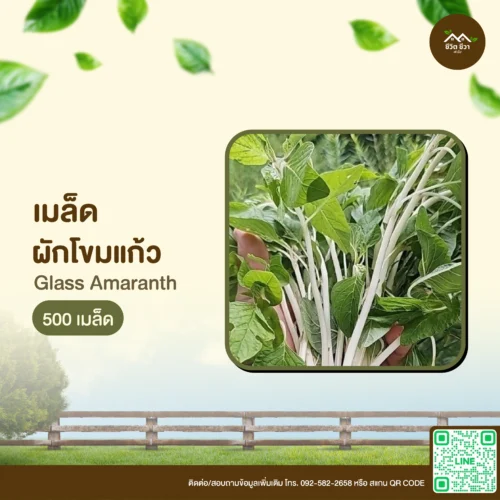 เมล็ดพันธุ์ ผักโขมแก้ว