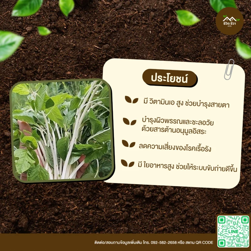 เมล็ดพันธุ์ ผักโขมแก้ว