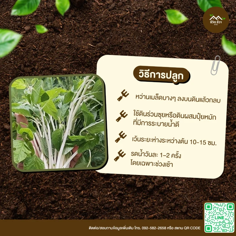 เมล็ดพันธุ์ ผักโขมแก้ว