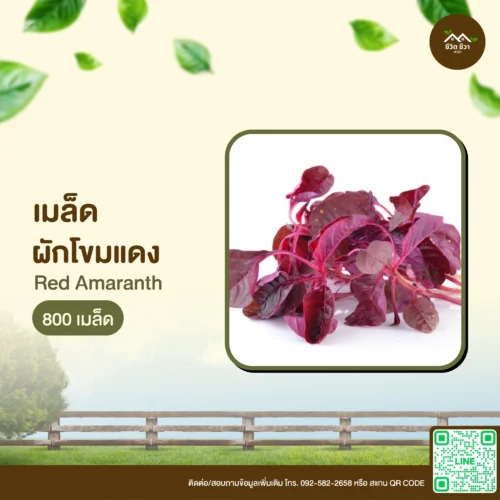 เมล็ดพันธุ์ ผักโขมแดง