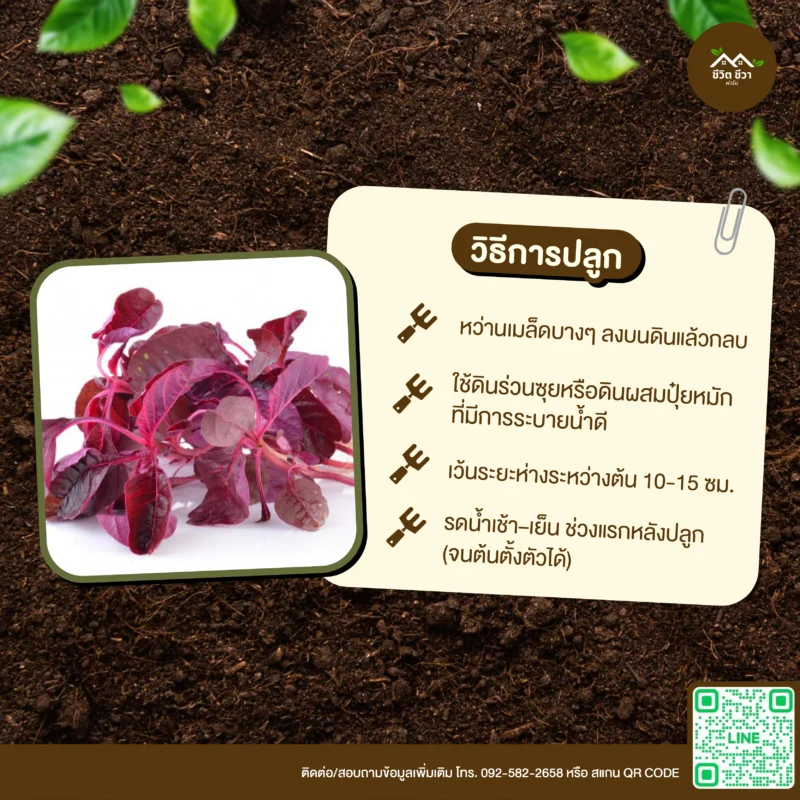 เมล็ดพันธุ์ ผักโขมแดง