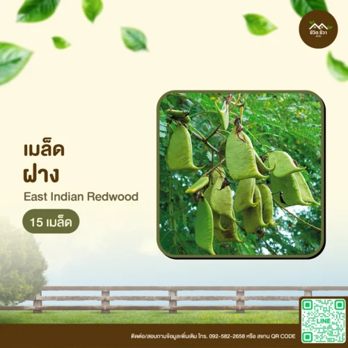 เมล็ดพันธุ์ ฝาง