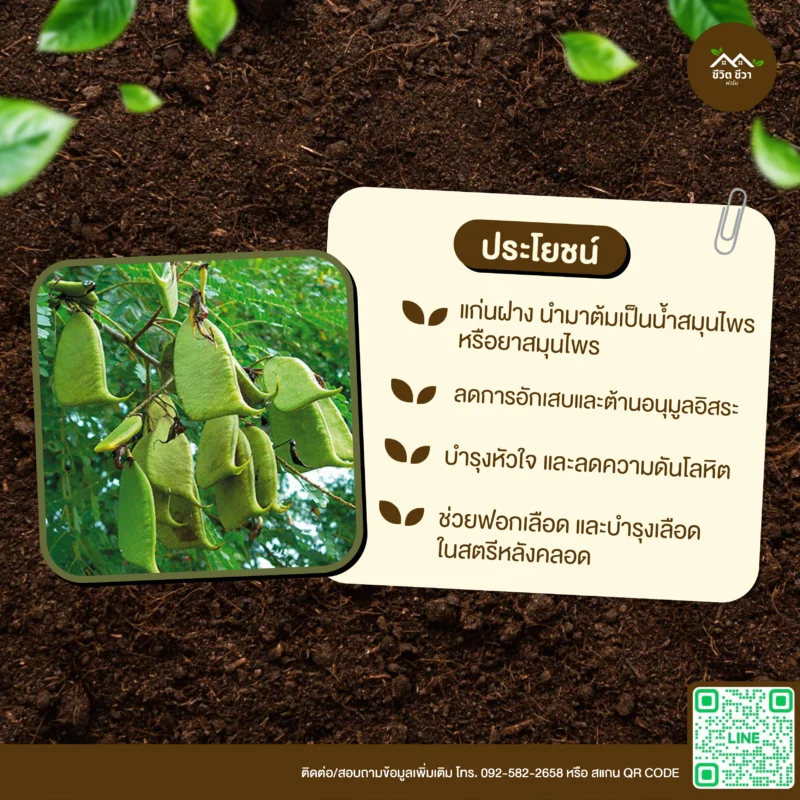เมล็ดพันธุ์ ฝาง
