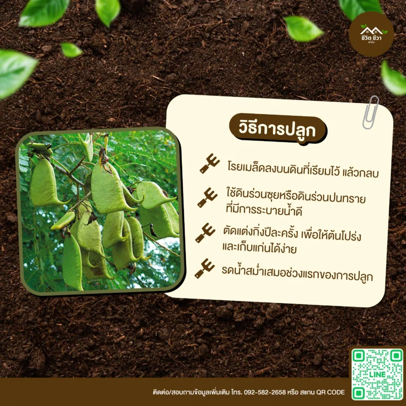 เมล็ดพันธุ์ ฝาง