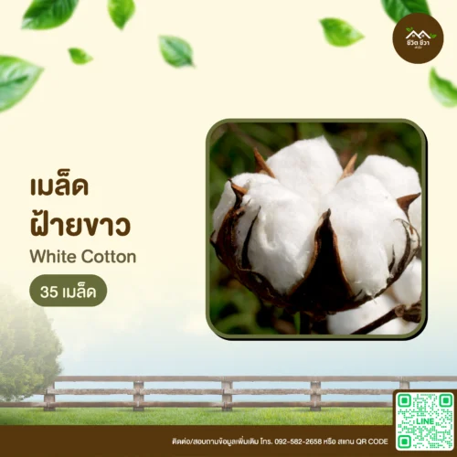 เมล็ดพันธุ์ ฝ้ายขาว