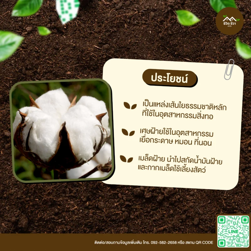 เมล็ดพันธุ์ ฝ้ายขาว